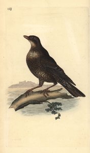 Ring Ouzel (Female)