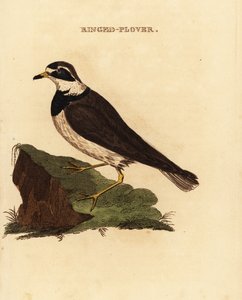 Ringed Plover