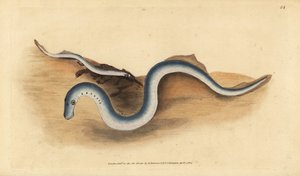 River Lamprey, Lampetra Fluviatilis. Handcoloured Copperplate Drawn and Engraved by Edward Donovan from His Natural History of British Fishes by Edward Donovan
