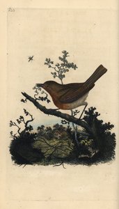 Robin redbreast, Erithacus rubecula