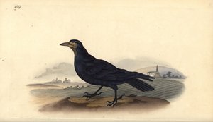 Rook, Corvus frugilegus by Edward Donovan