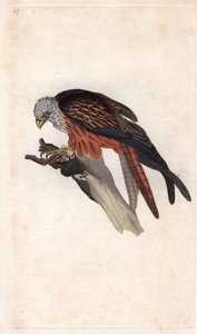 Royal Milan. Milvus milvus by Edward Donovan