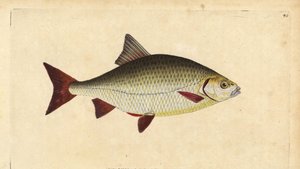 Rudd, handcoloured copperplate drawn and engraved by Edward Donovan from his Natural History of British Fishes