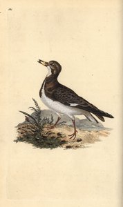 Ruddy turnstone, Arenaria interpres by Edward Donovan