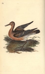 Ruff, Philomachus pugnax, female. Handcoloured copperplate from Natural History of British Birds, London