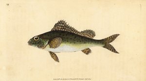 Ruffe, Gymnocephalus cernua