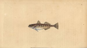 Sand Goby, Pomatoschistus minutus (Spotted Goby, Gobius minutus). Handcoloured Copperplate Drawn and Engraved by Edward Donovan from His Natural History of British Fishes, Donovan and F.C. and J. Rivington, London by Edward Donovan