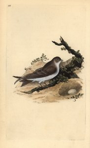 Sand Martin with Nest and Egg by Edward Donovan
