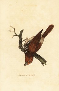 Scaly-breasted Munia