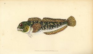 Shanny, Lipophrys pholis