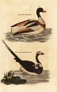 Shelduck and Long-tailed Duck by Edward Donovan