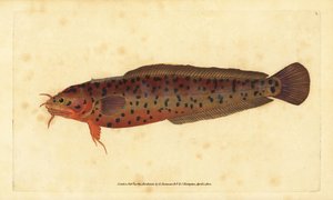 Shore Rockling, Gaidropsarus mediterraneus (Three-bearded Cod or Rockling, Gadus tricirratus). Handcoloured Copperplate Drawn and Engraved by Edward Donovan from His Natural History of British Fishes, Donovan and F.C. and J. Rivington, London