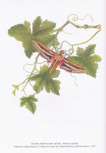 Silver Stripe Hawk Moth, Shinx Celerio, Nature in Britain published by Collins by Edward Donovan
