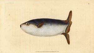 Slender Sunfish, Ranzania laevis (Truncated Sunfish, Tetrodon truncatus). Handcoloured Copperplate Drawn and Engraved by Edward Donovan from His Natural History of British Fishes, Donovan and F.C. and J. Rivington, London