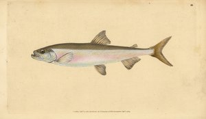 Smelt, Osmerus eperlanus (Salmo eperlanus). Handcoloured Copperplate Drawn and Engraved by Edward Donovan from His Natural History of British Fishes, Donovan and F.C. and J. Rivington, London