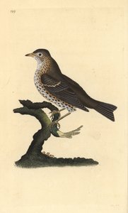Song Thrush, Turdus philomelos. Handcoloured copperplate from Natural History of British Birds, London