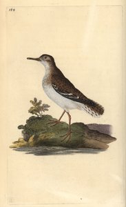 Spotted Sandpiper, Actitis macularia. Handcoloured copperplate from Natural History of British Birds, London