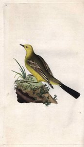 Yellow Wagtail, Motacilla flava. Copper engraving by Edward Donovan, published in Natural History of British Birds, London