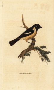 Stonechat, Saxicola rubicola