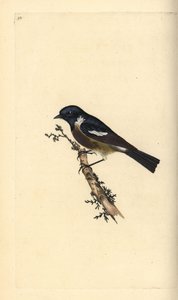 Stonechat, Saxicola rubicola. Handcoloured copperplate from Natural History of British Birds, London