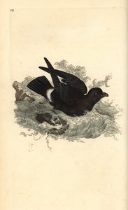Storm Petrel, Hydrobates pelagicus. Handcoloured copperplate drawn and engraved by Edward Donovan from his Natural History of British Birds, London by Edward Donovan