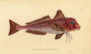 Streaked Gurnard, Trigloporus lastoviza (Trigla lineata). Handcoloured Copperplate Drawn and Engraved by Edward Donovan from His Natural History of British Fishes, Donovan and F.C. and J. Rivington, London