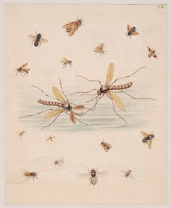 Studies of Invertebrate Animals, Volume II by Edward Donovan