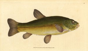 Tench, Tinca tinca. Handcoloured copperplate from Natural History of British Fishes, London
