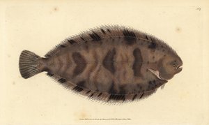 Thickback Sole, Variegated Sole by Edward Donovan