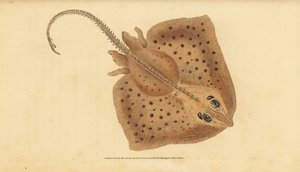 Thornback skate, Raja clavata. Near threatened. Rough ray, Raja rubus. Handcoloured copperplate from Natural History of British Fishes, Donovan and F.C. and J. Rivington, London