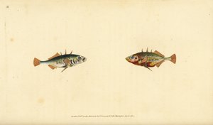 Three-Spined Stickleback, Gasterosteus aculeatus. Handcoloured Copperplate Drawn and Engraved by Edward Donovan from His Natural History of British Fishes, Donovan and F.C. and J. Rivington, London by Edward Donovan