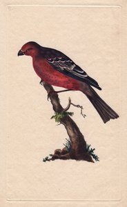 Pine grosbeak. Pinicola enucleator (Loxia enucleator). Copper engraving by Edward Donovan, published in Histoire naturelle des oiseaux britanniques, London