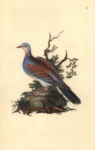 Turtle Dove, Streptopelia turtur. Handcoloured copperplate from Natural History of British Birds (1794-1819)
