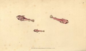 Two-spotted Clingfish, Diplecogaster bimaculata bimaculata by Edward Donovan