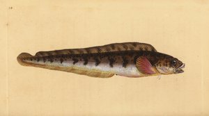 Viviparous eelpout, Zoarces viviparus