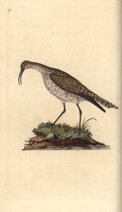 Whimbrel, Numenius phaeopus. Handcoloured copperplate from Natural History of British Birds, London