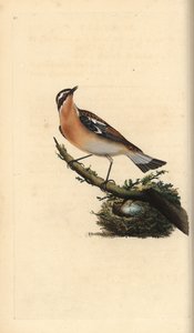 Whinchat, Saxicola rubetra. Handcoloured copperplate from Natural History of British Birds, London