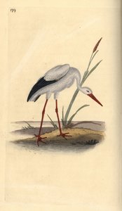 White Stork, Ciconia ciconia by Edward Donovan
