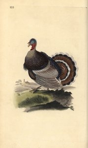 Wild Turkey, Meleagris gallopavo