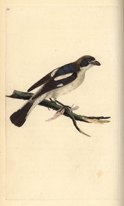 Woodchat Shrike, Lanius senator by Edward Donovan