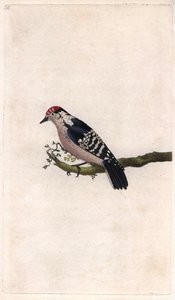 Woodpecker, Dendrocopos minor