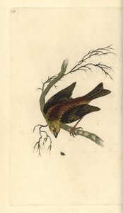Yellowhammer, Emberiza citrinella