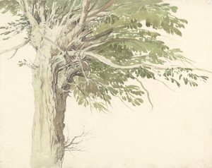 Study of a Pollarded Tree - a Willow by Edward Duncan
