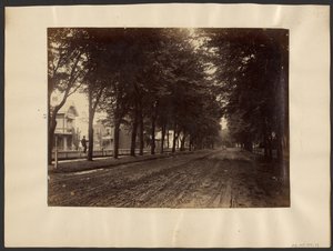 Tree Lined Street