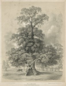 Elm in Hyde Park, London by Edward Hassell