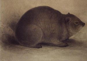 A Rock Hyrax by Edward Lear