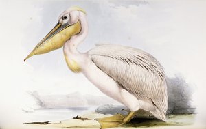 Great White Pelican