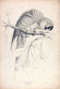 Blue and Yellow Macaw (Plate 8)
