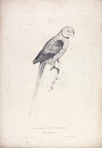 Palaeornia Columbiodes / Pigeon Parrakeet (Plate 31) by Edward Lear