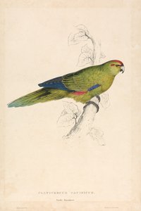 Pacific Parrakeet (Plate 26) by Edward Lear